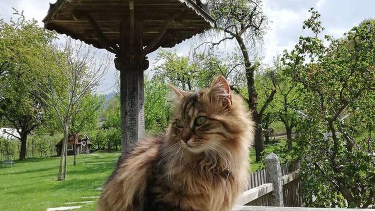 Unserer Hofkatze Unserer Hofkatze